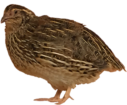 Quail Side View.png PNG Image