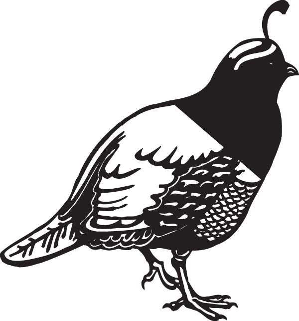 Quail Silhouette Graphic PNG Image