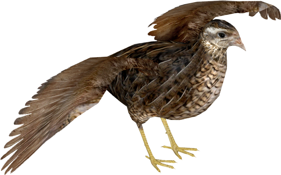 Quail Spreading Wings PNG Image