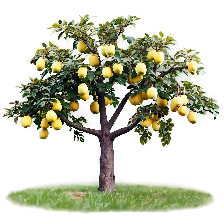 Quince Tree Png 34 PNG Image