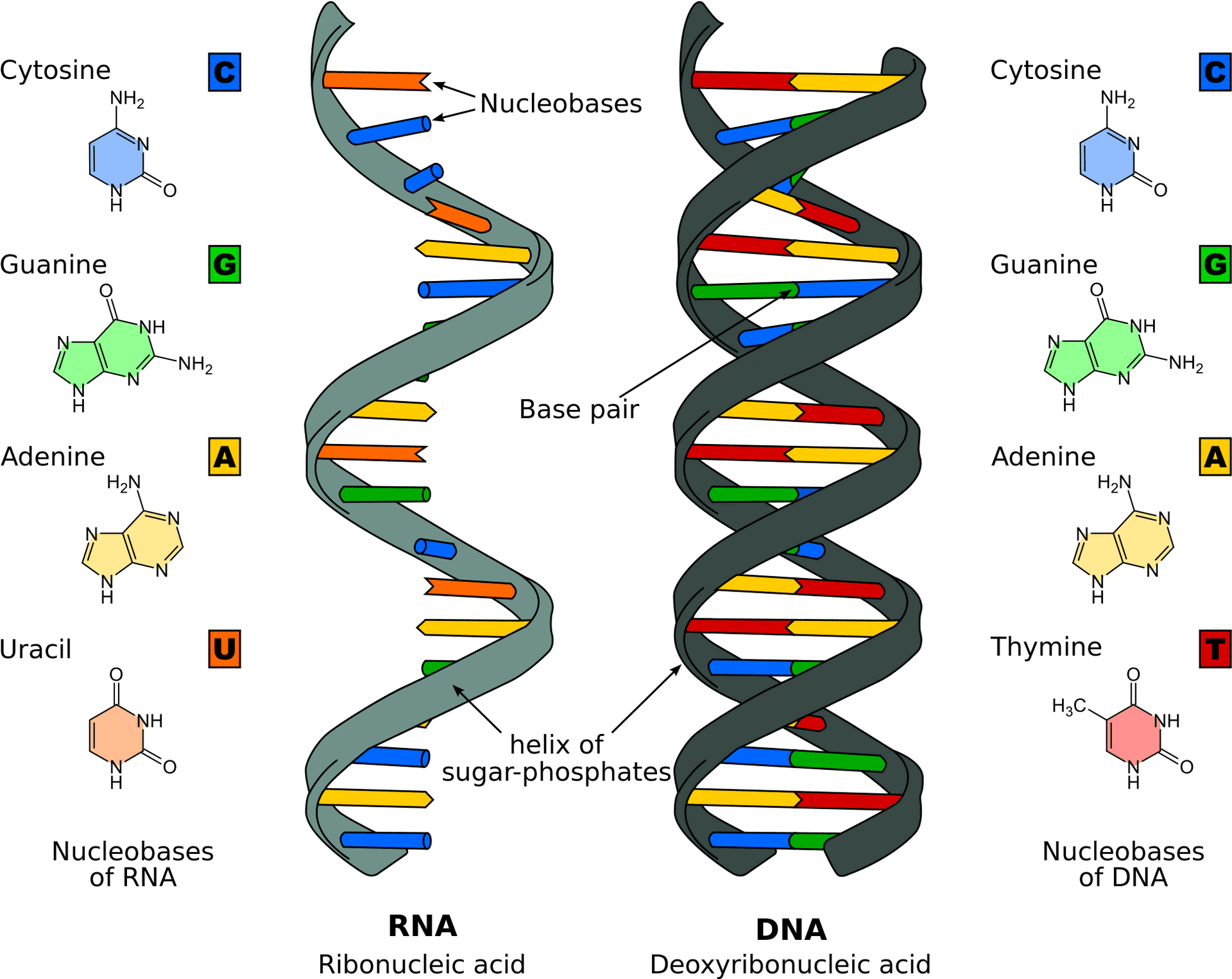 R N Avs D N A Structures PNG Image