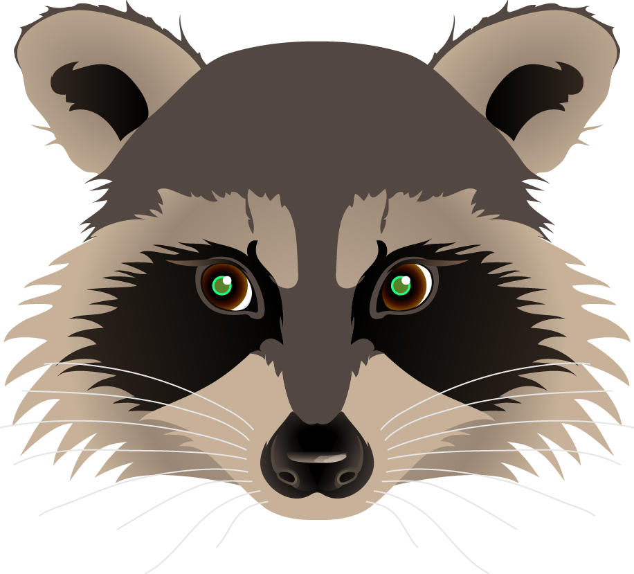 Raccoon Portrait Vector Illustration PNG Image