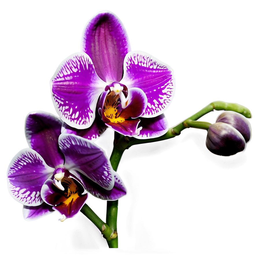 Radiant Orchid Png 63 PNG Image