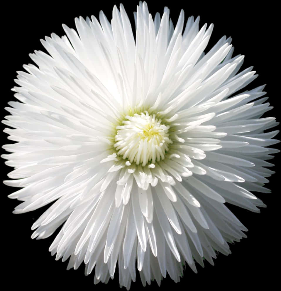 Radiant White Flower Black Background PNG Image