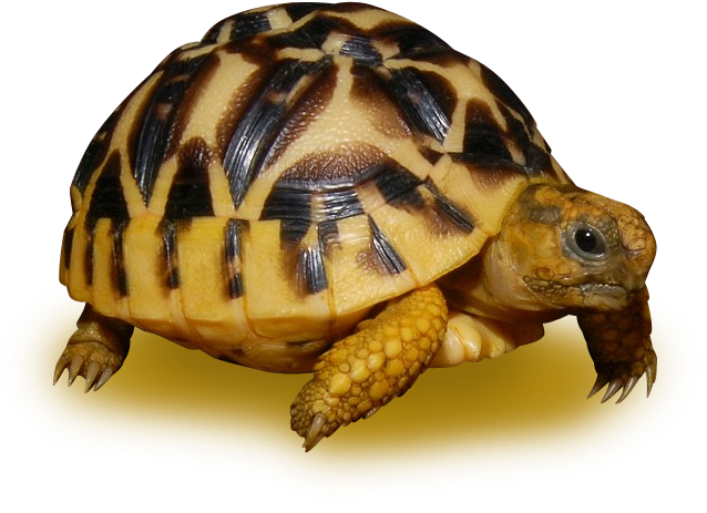 Radiated Tortoise Profile PNG Image