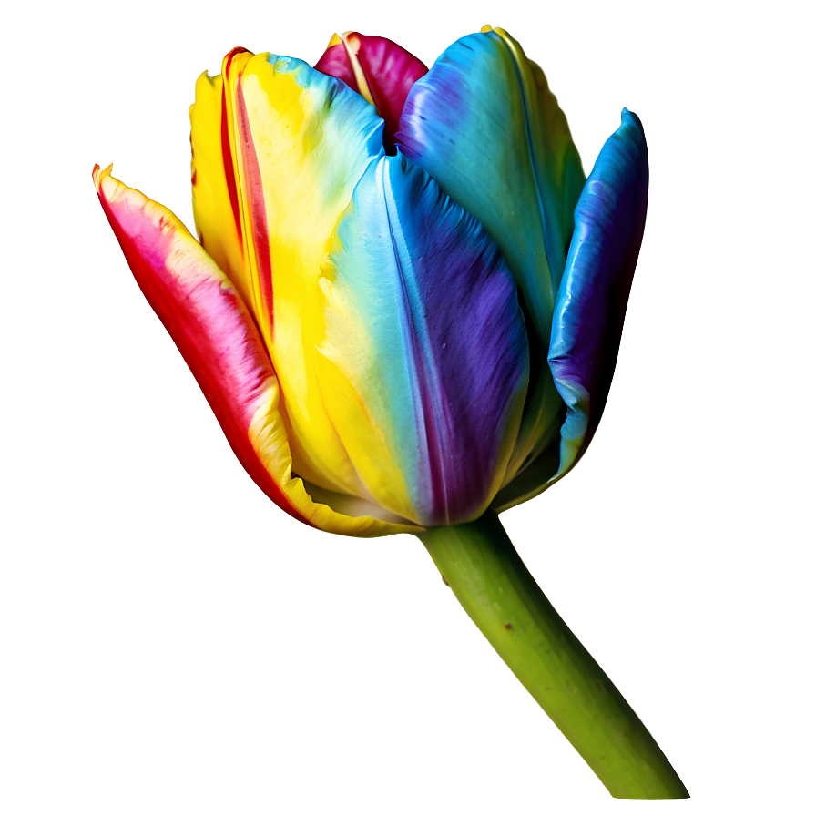 Rainbow Tulip Png 30 PNG Image