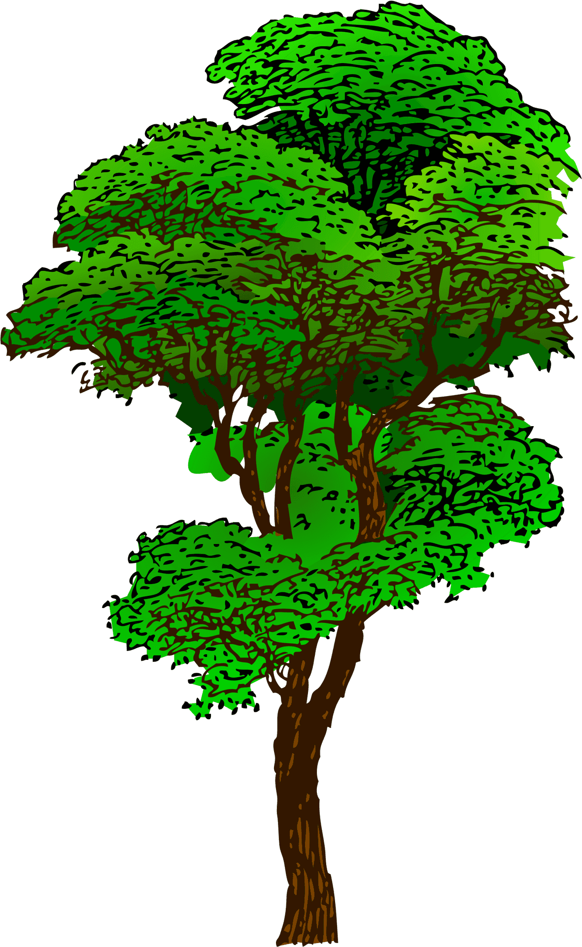 Rainforest Tree Illustration PNG Image