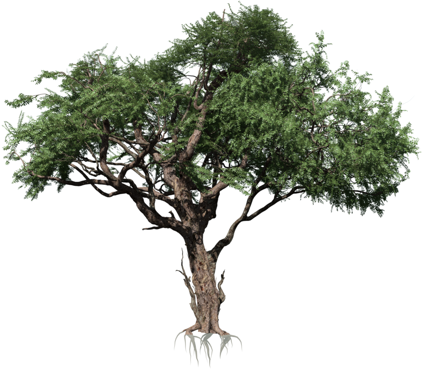 Rainforest Tree Isolatedon Transparent Background PNG Image