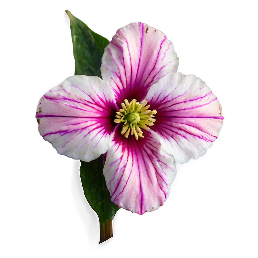 Rare Flores Beauty Png Yks PNG Image