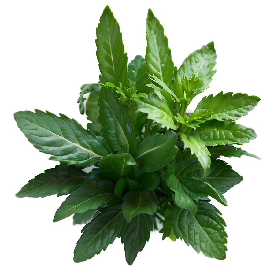 Rare Herb Png 06272024 PNG Image