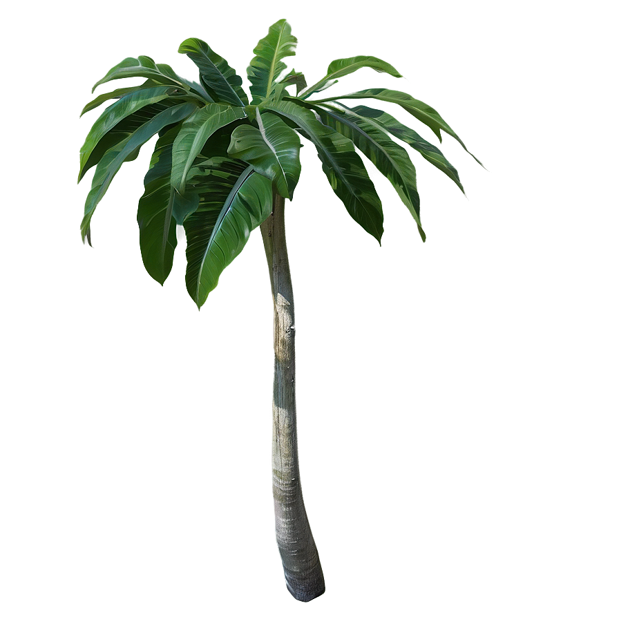 Rare Tropical Plant Png Jkg PNG Image