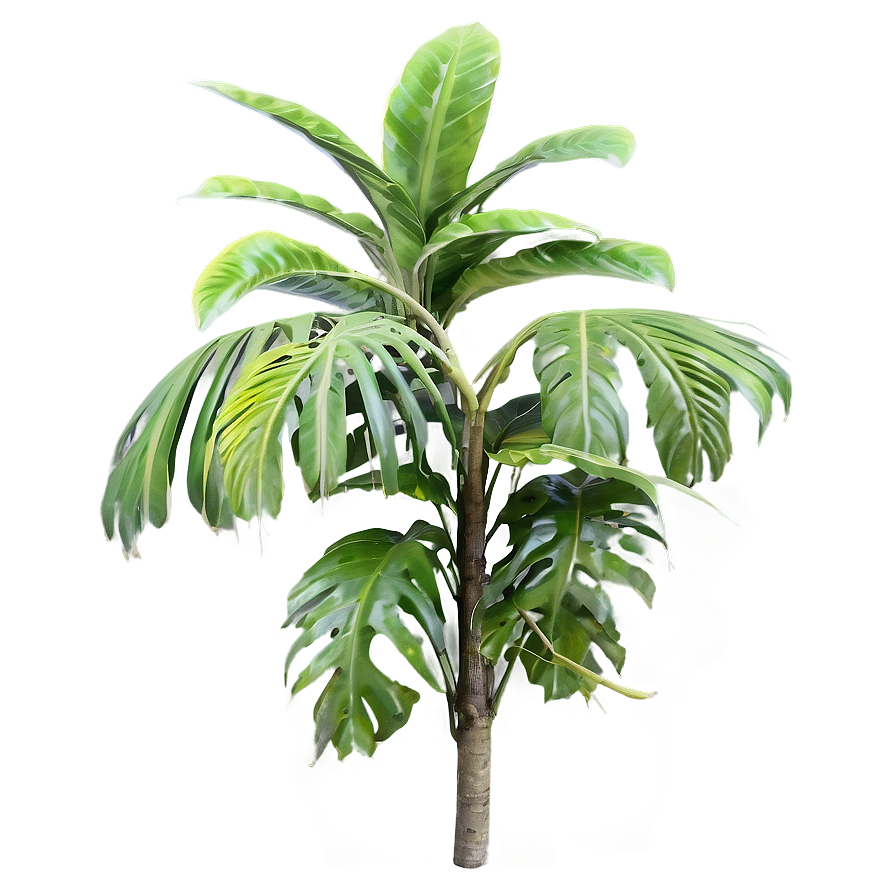 Rare Tropical Plants Png 25 PNG Image