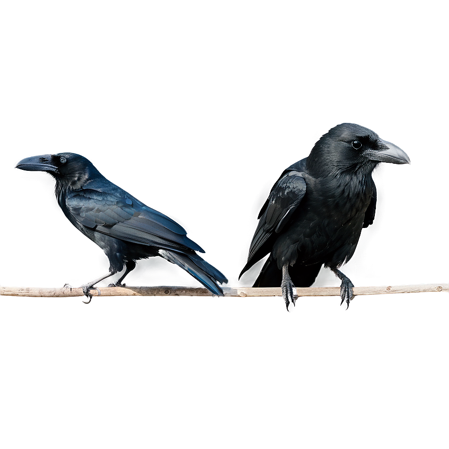 Raven And Crow Difference Png Ynj PNG Image