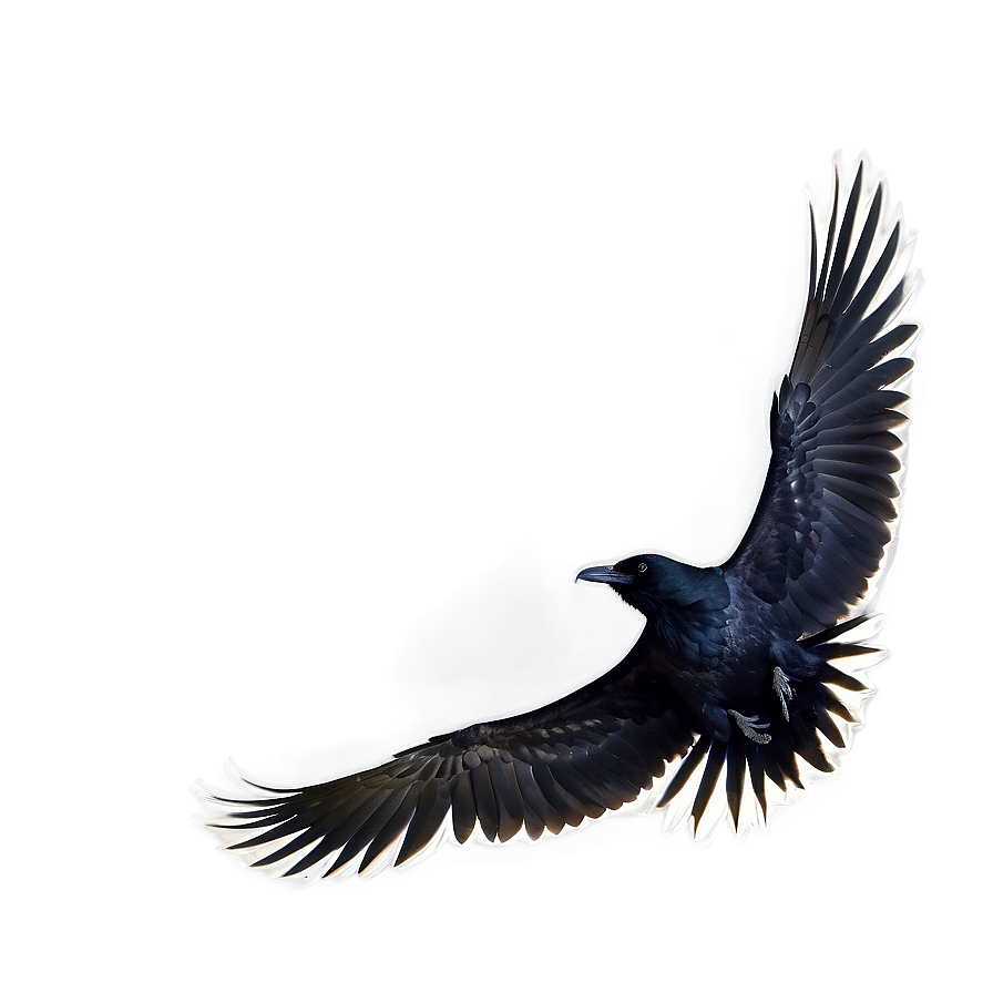 Raven Landing Png 05062024 PNG Image