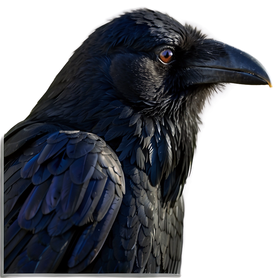 Raven Side Profile Png Inm PNG Image