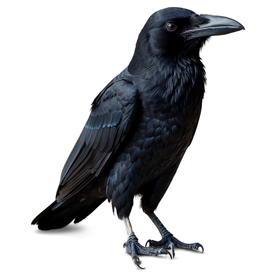 Raven Standing Png Wiw99 PNG Image