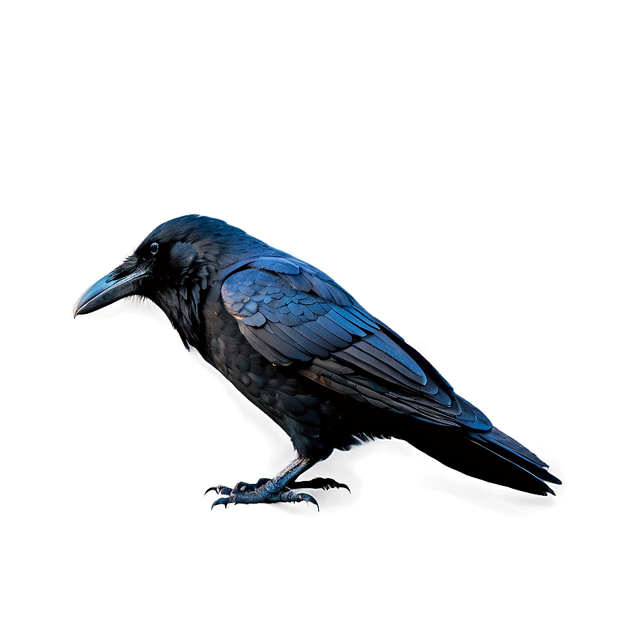 Raven With Background Png Ekd97 PNG Image