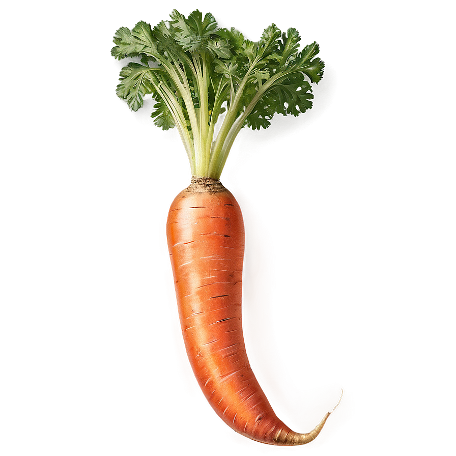 Raw Carrot Png 06132024 PNG Image