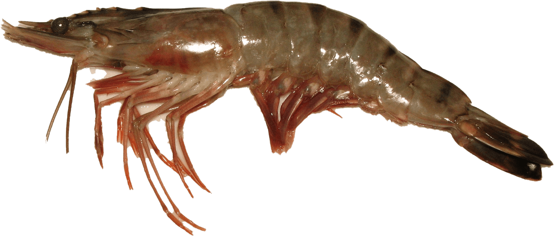 Raw Whole Shrimp PNG Image