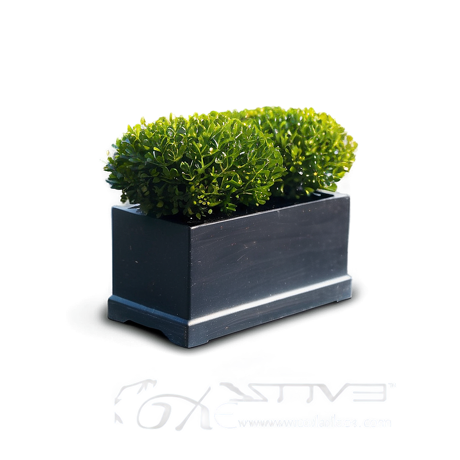 Real Boxwood Png Tlo PNG Image