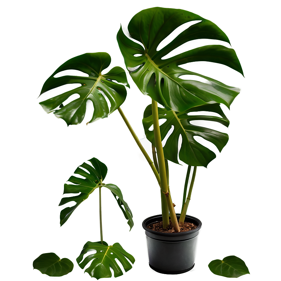 Real Monstera Plant Png Rwu54 PNG Image