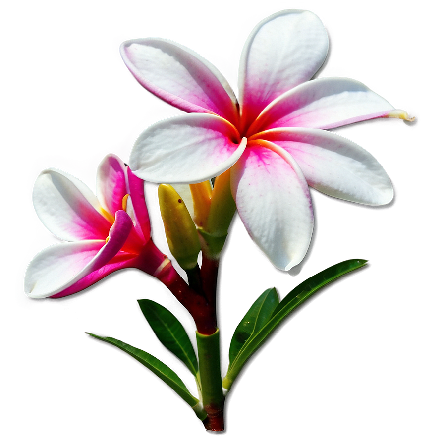 Real Plumeria Flower Png Fcg PNG Image