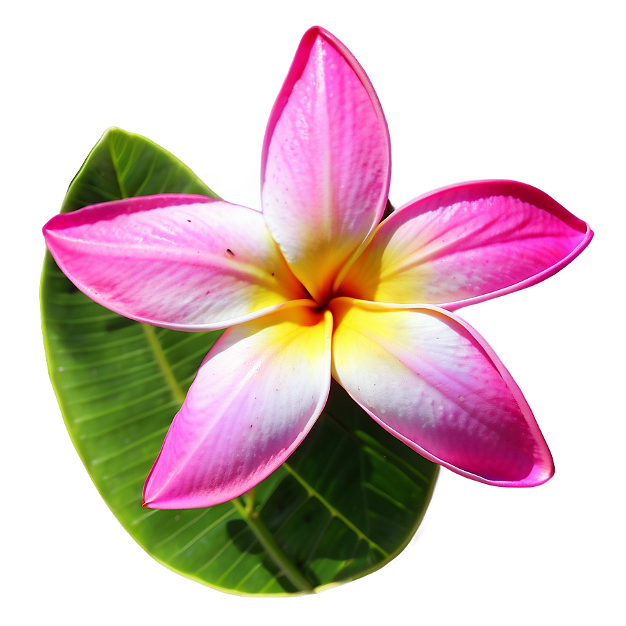 Real Plumeria Flower Png Xma95 PNG Image