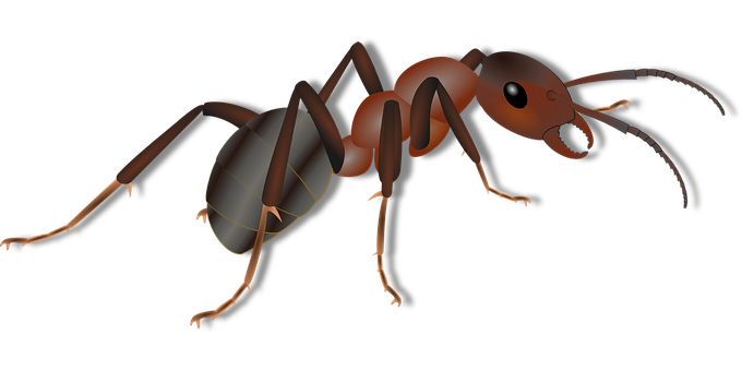 Realistic Ant Illustration PNG Image