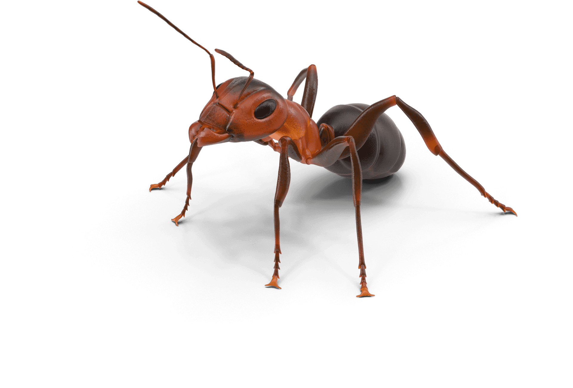 Realistic Ant Illustration PNG Image