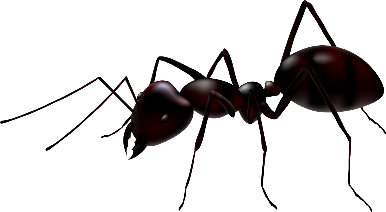 Realistic Ant Illustration PNG Image