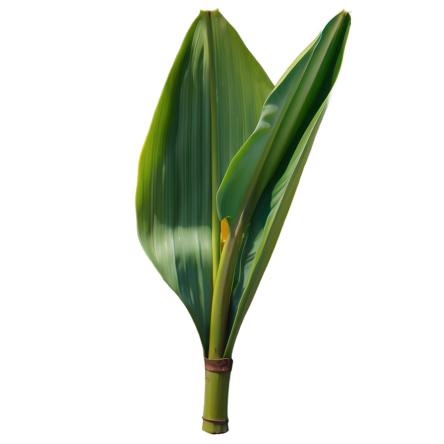 Realistic Banana Leaf Png Gjg PNG Image