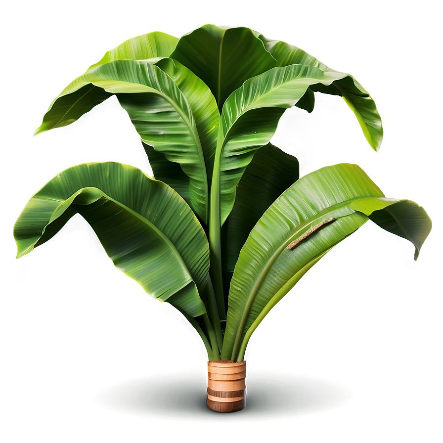 Realistic Banana Leaf Png Mni85 PNG Image