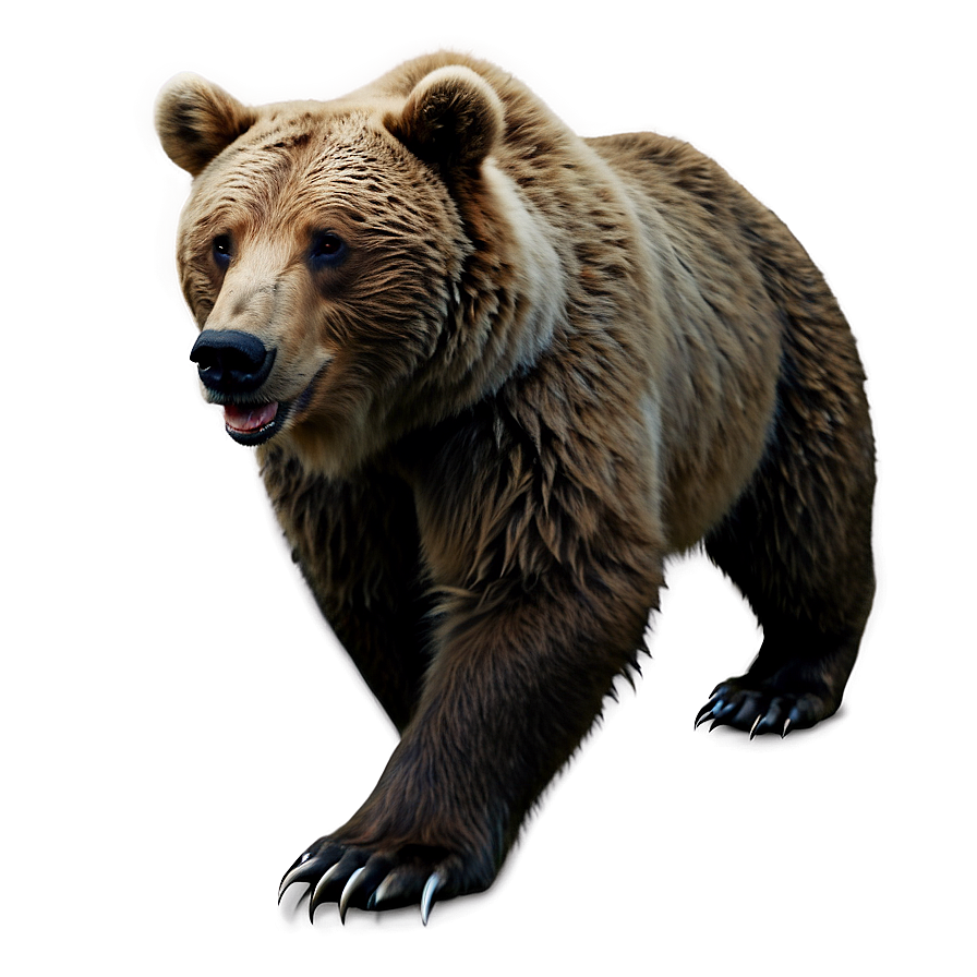 Realistic Bear Drawing Png Ulq88 PNG Image