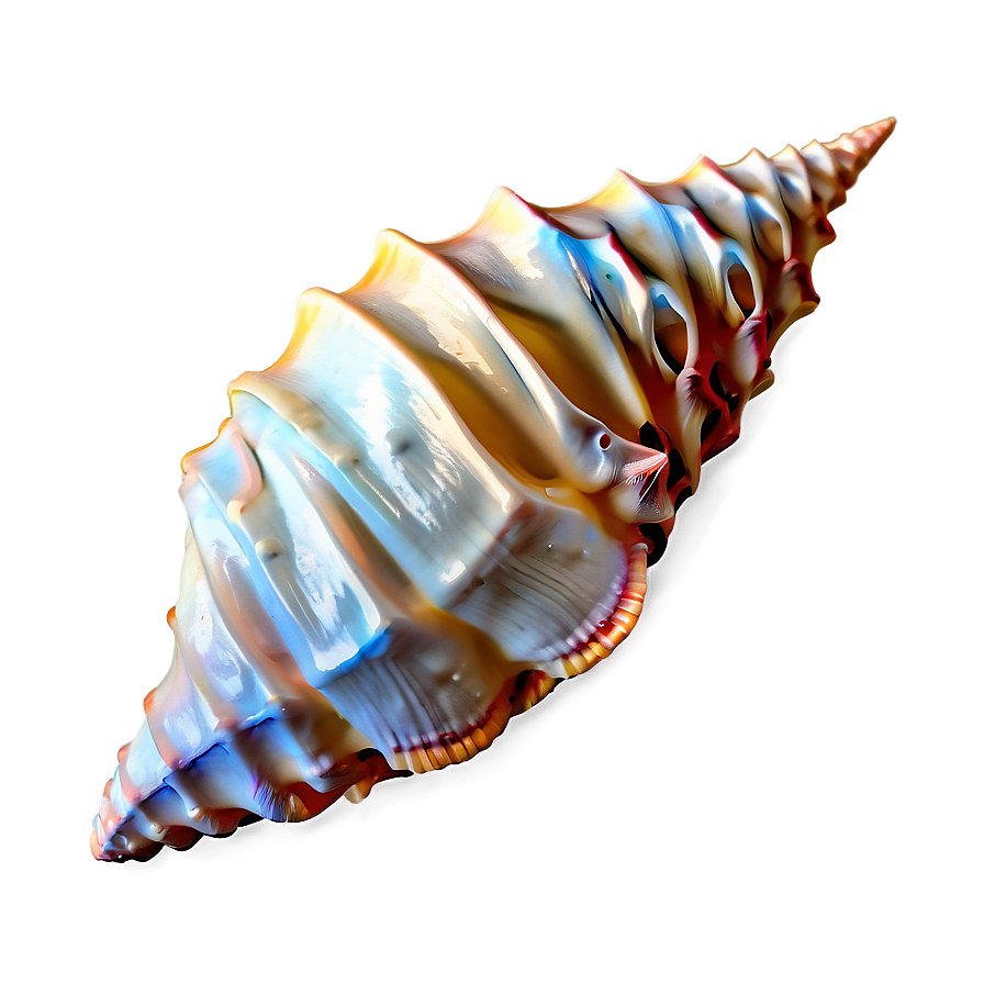 Realistic Conch Shell Design Png 21 PNG Image