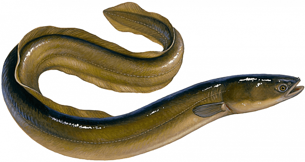 Realistic Eel Illustration PNG Image