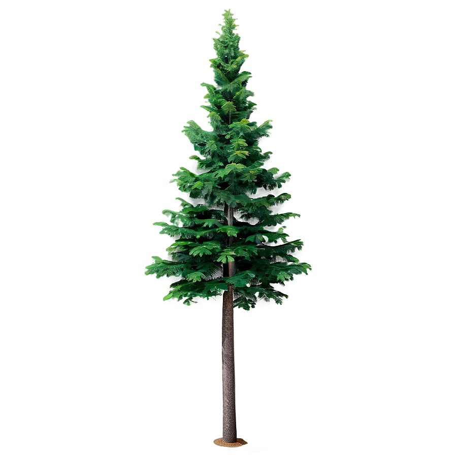 Realistic Evergreen Tree Png Soh17 PNG Image