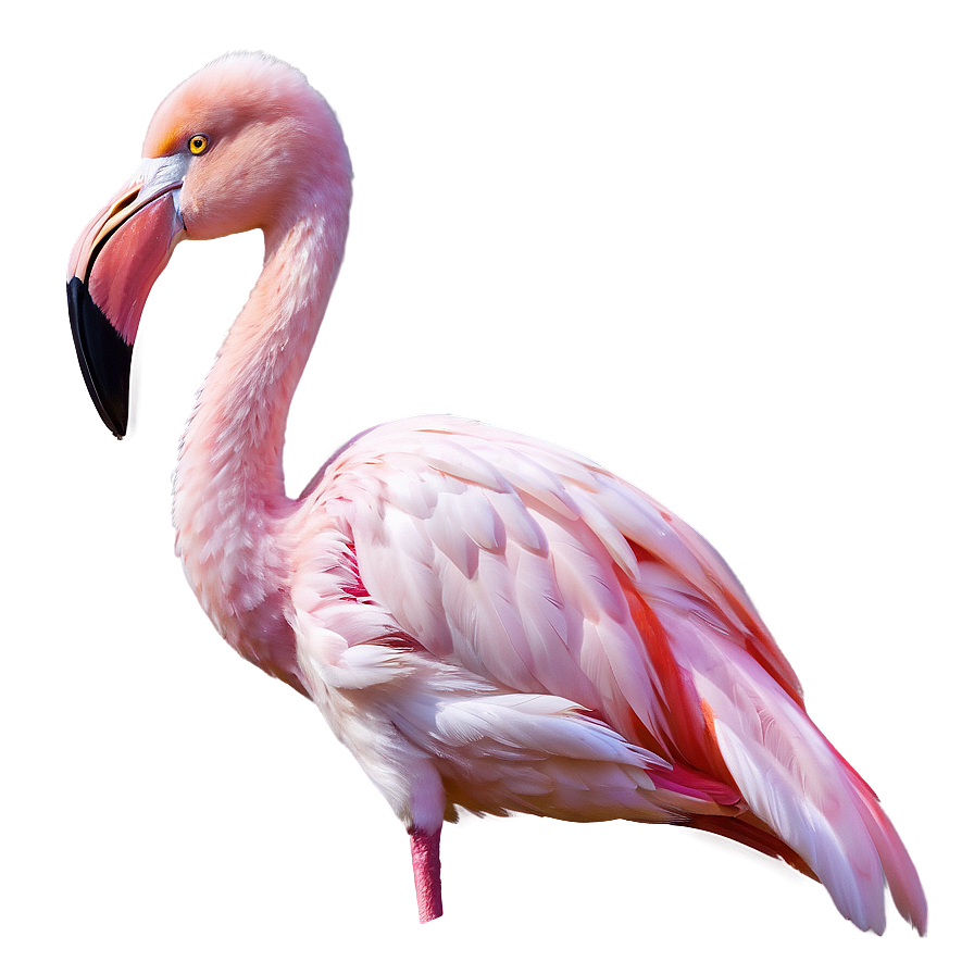 Realistic Flamingo Illustration Png Fif2 PNG Image