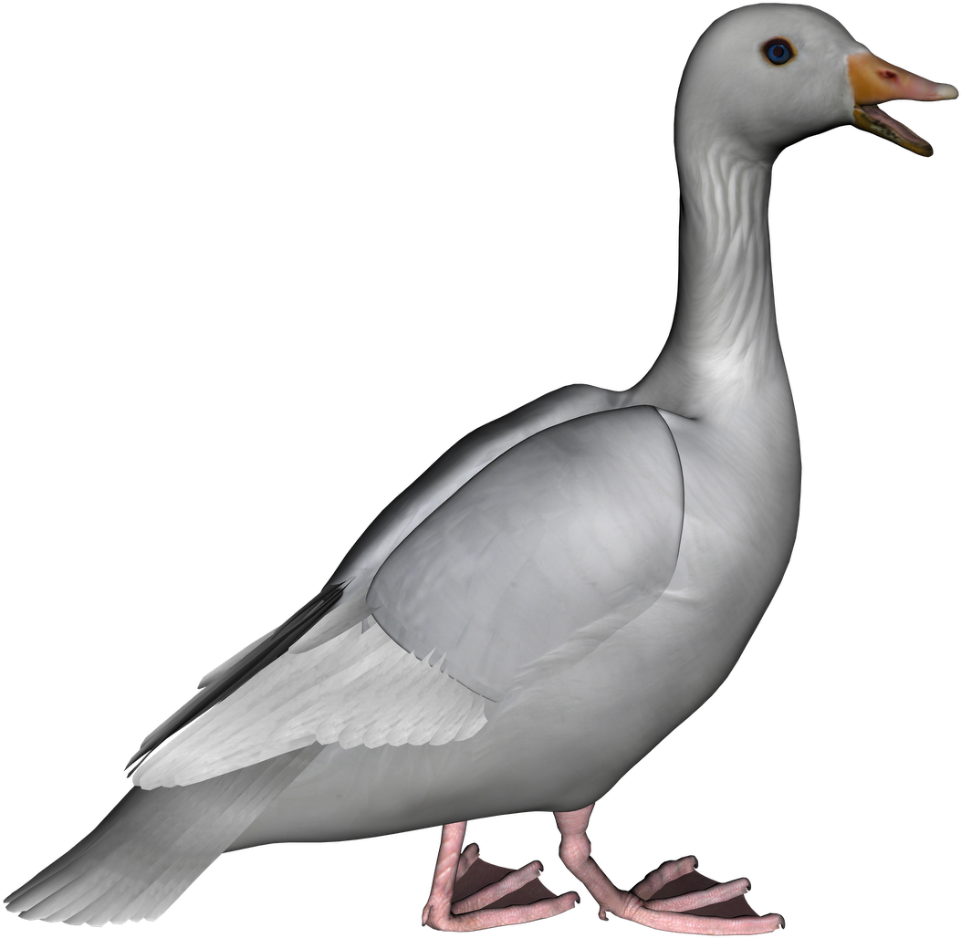 Realistic Goose3 D Model PNG Image