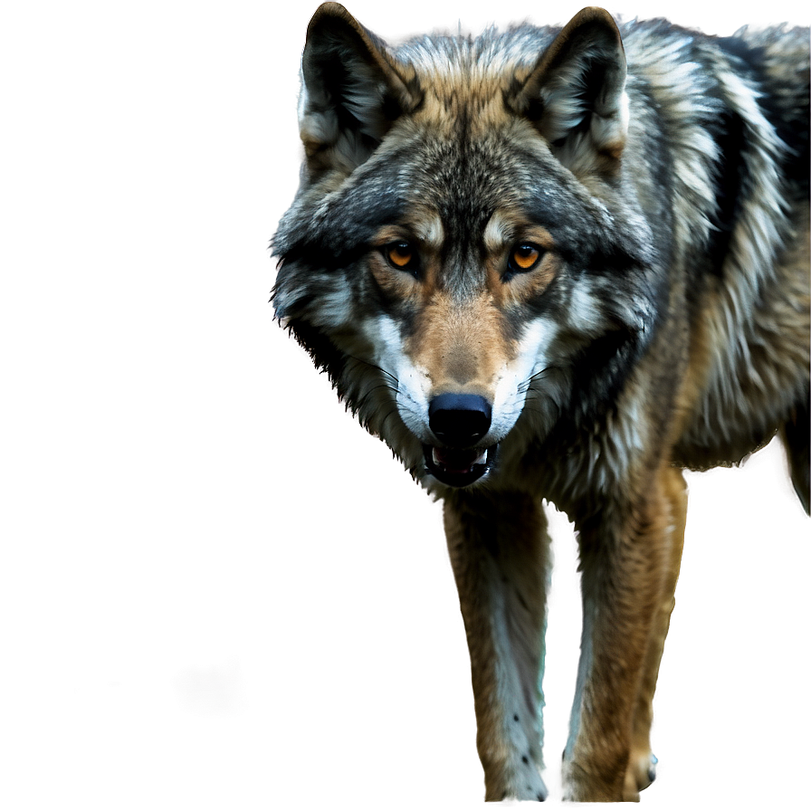 Realistic Grey Wolf Png 22 PNG Image