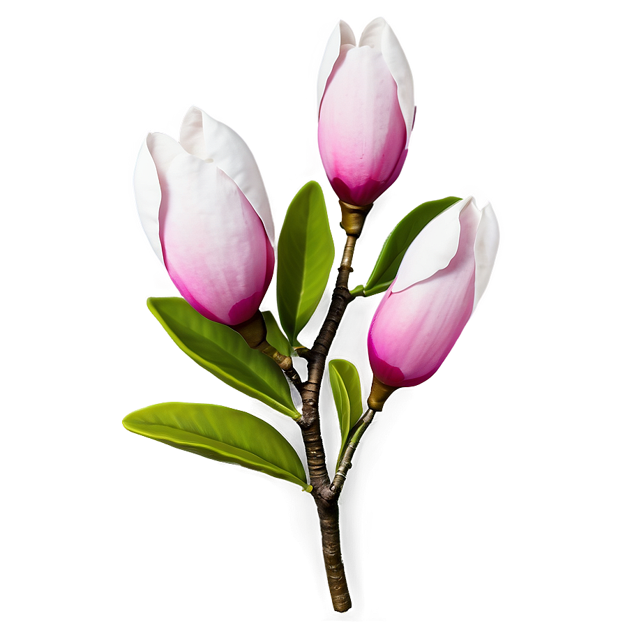 Realistic Magnolia Flower Image Png 06252024 PNG Image