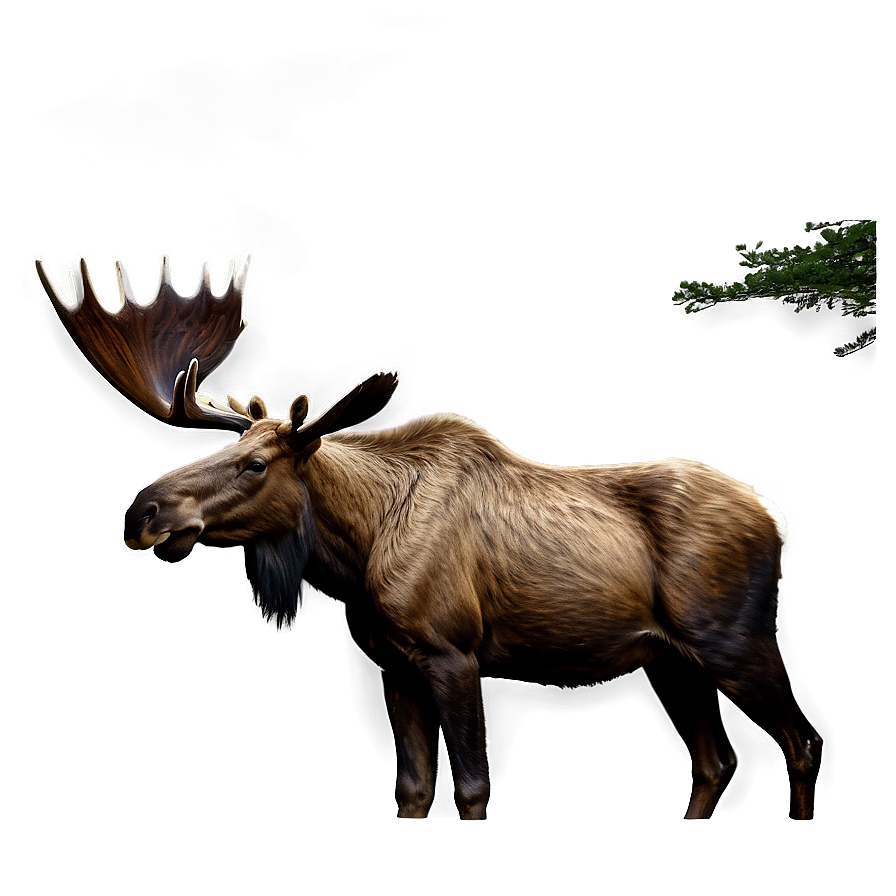 Realistic Moose Drawing Png 32 PNG Image