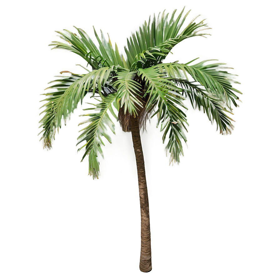 Realistic Palmera Branch Png 13 PNG Image