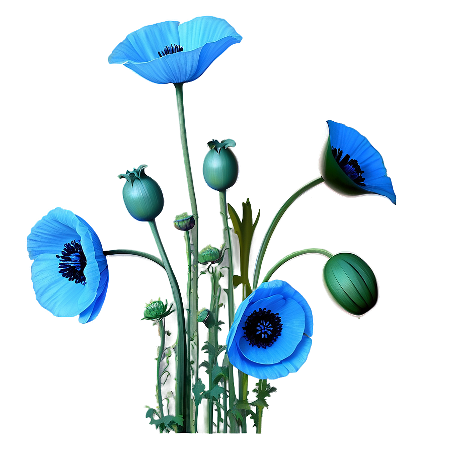 Realistic Poppy Drawing Png Bqc PNG Image