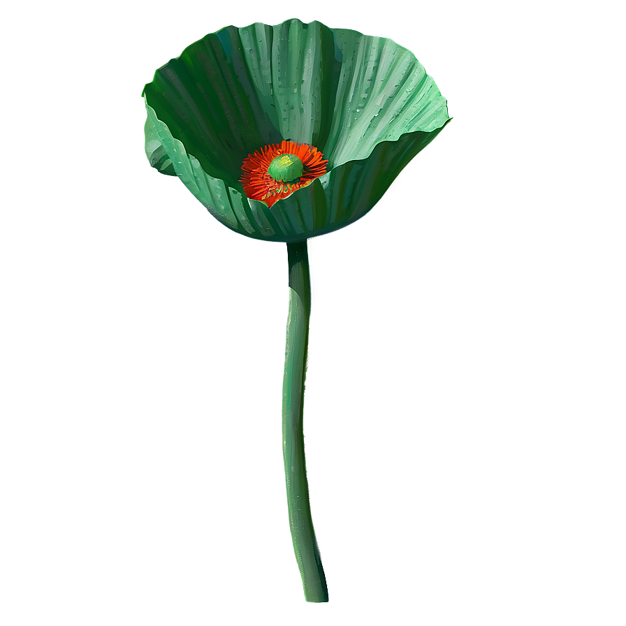 Realistic Poppy Drawing Png Ruv PNG Image