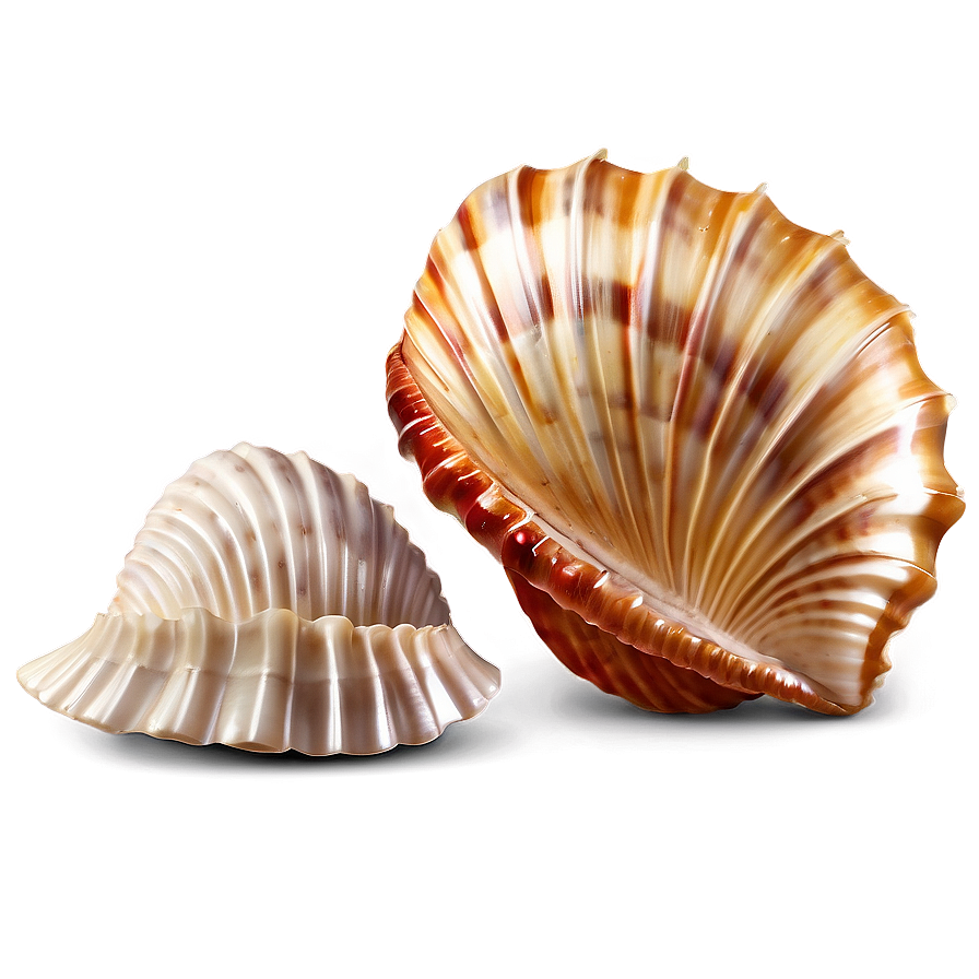 Realistic Seashell Clipart Png 06262024 PNG Image