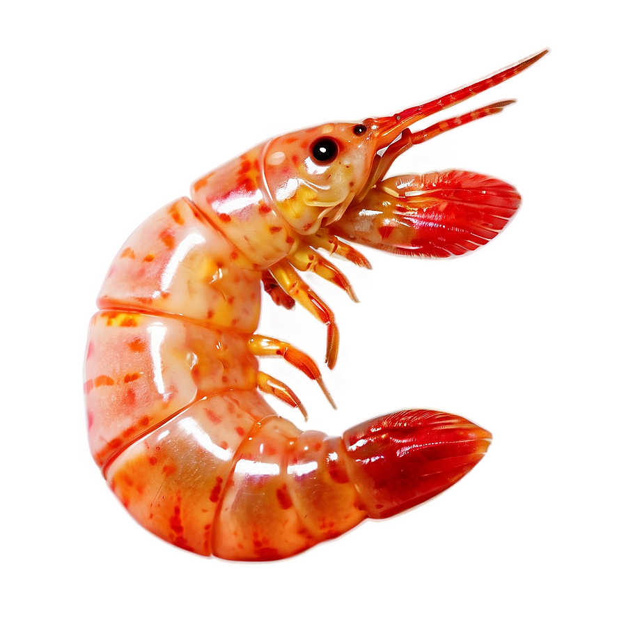 Realistic Shrimp Png 94 PNG Image