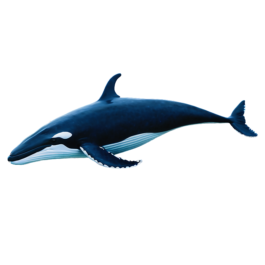 Realistic Whale Png 98 PNG Image