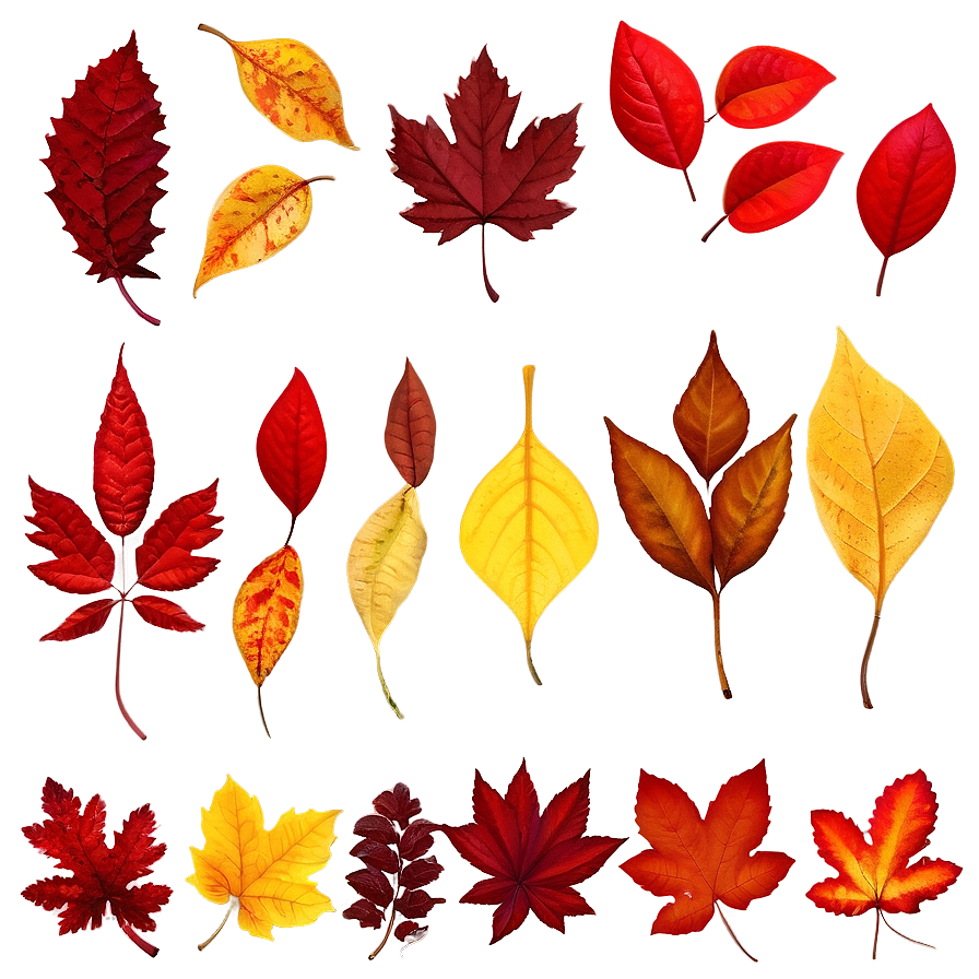 Red And Yellow Fallen Leaves Png 06292024 PNG Image