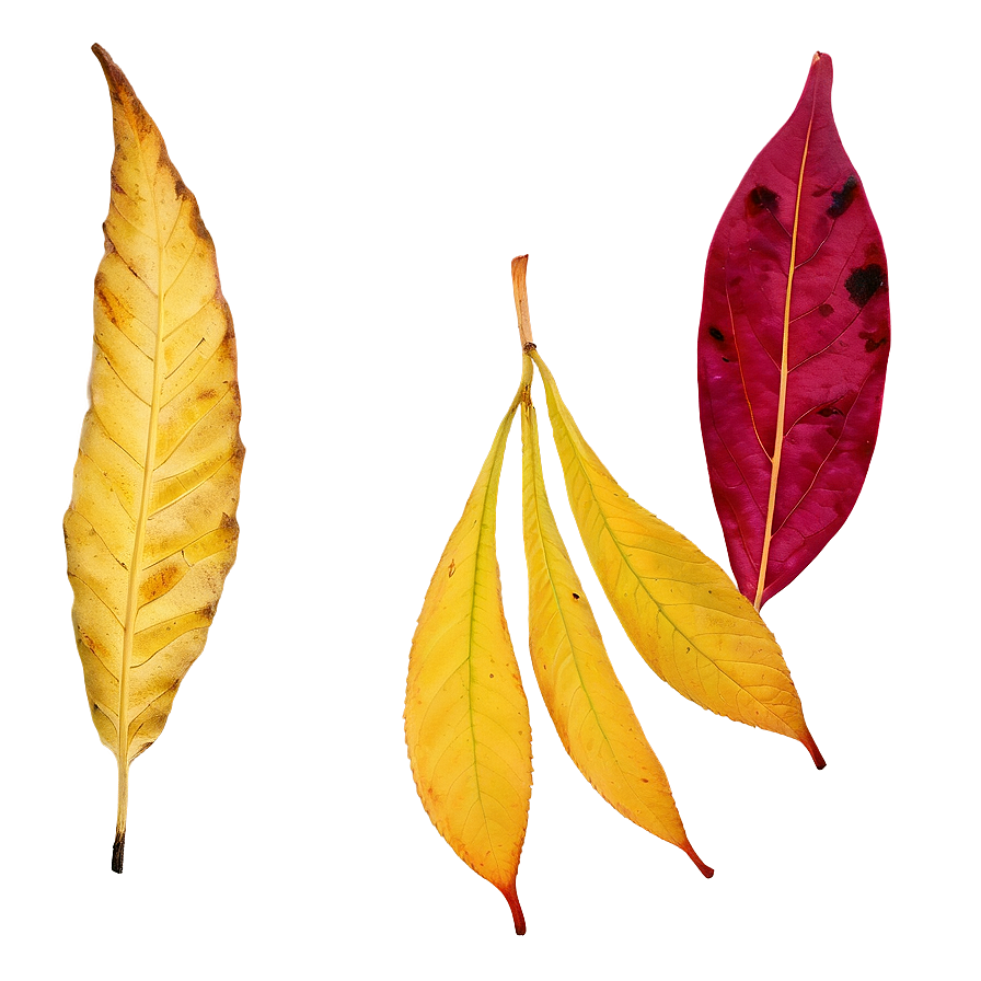 Red And Yellow Fallen Leaves Png 06292024 PNG Image