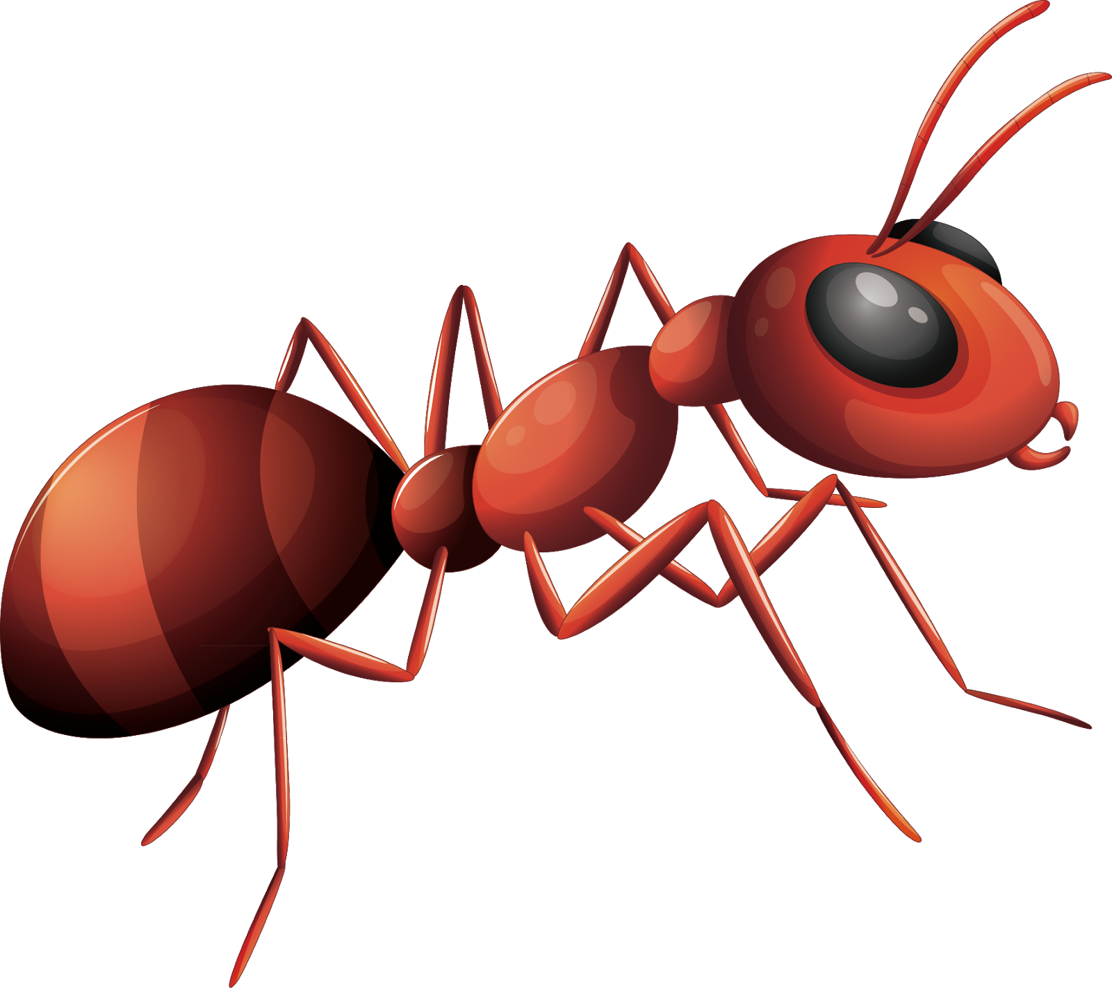 Red Ant Illustration PNG Image